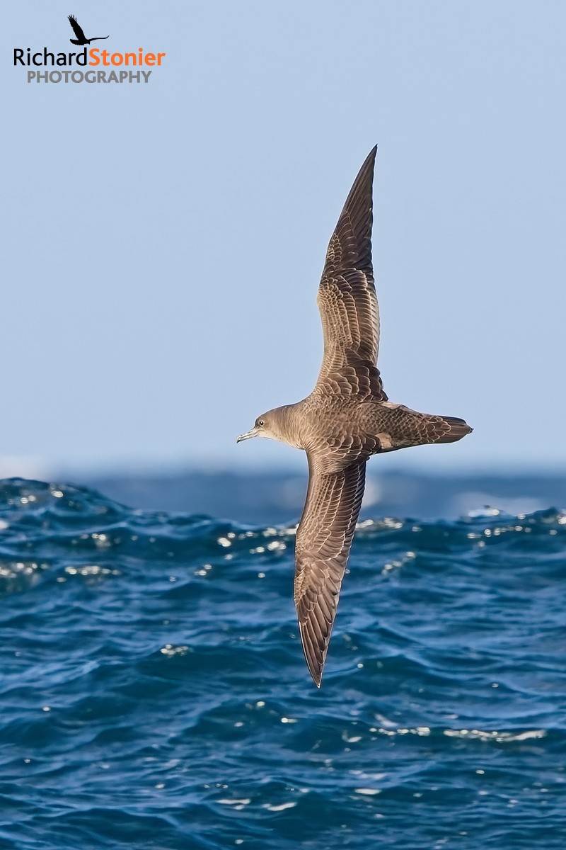 Sooty Shearwater