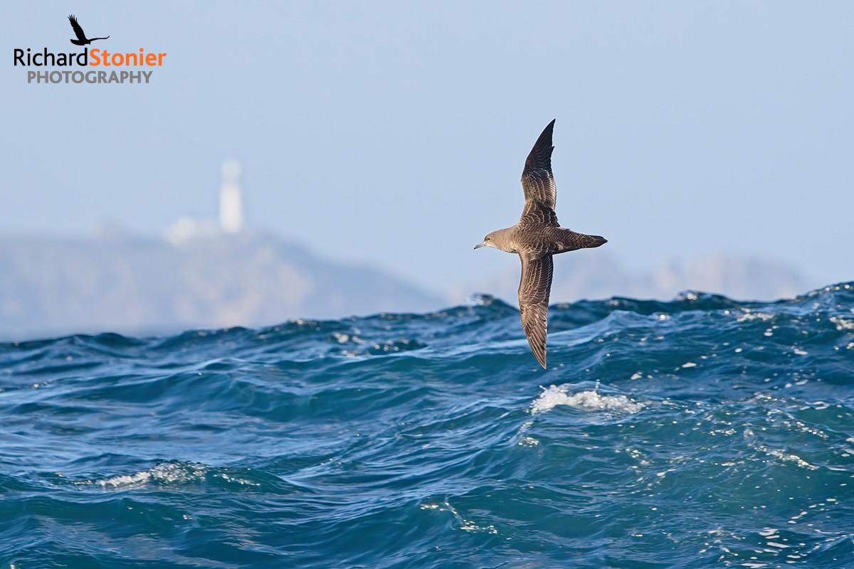 Sooty Shearwater
