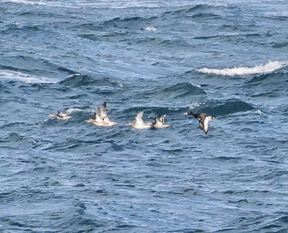 Greater Scaup