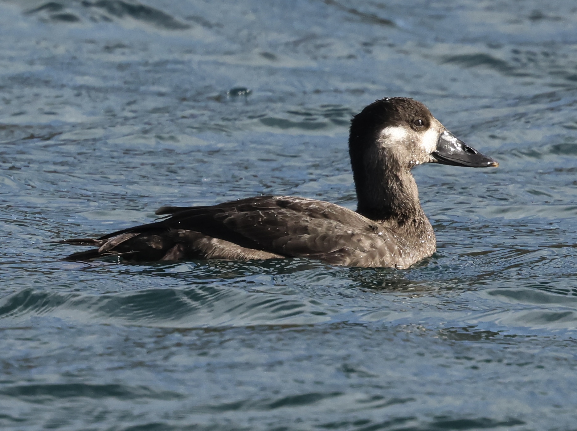 Surf Scoter