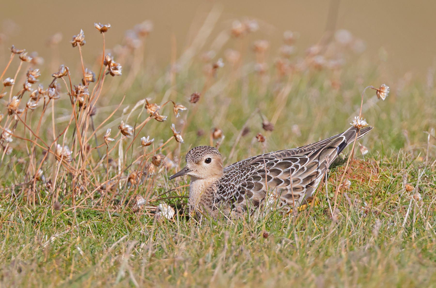 Buff-breasted Sandpiper