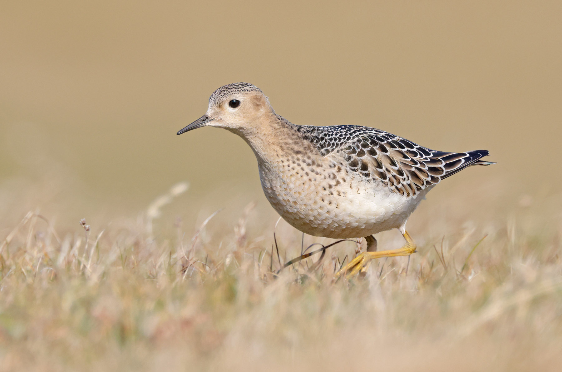 Buff-breasted Sandpiper