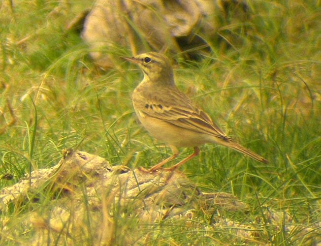 Tawny Pipit