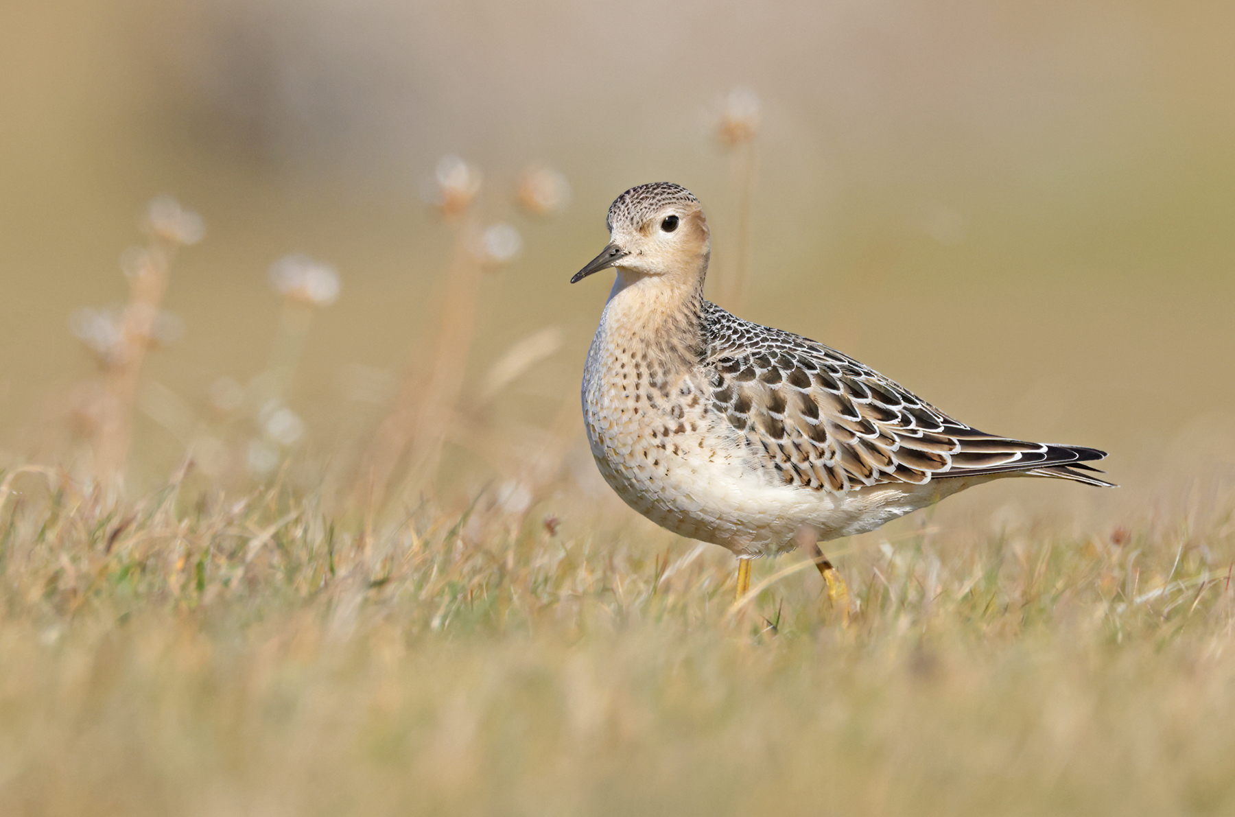 Buff-breasted Sandpiper