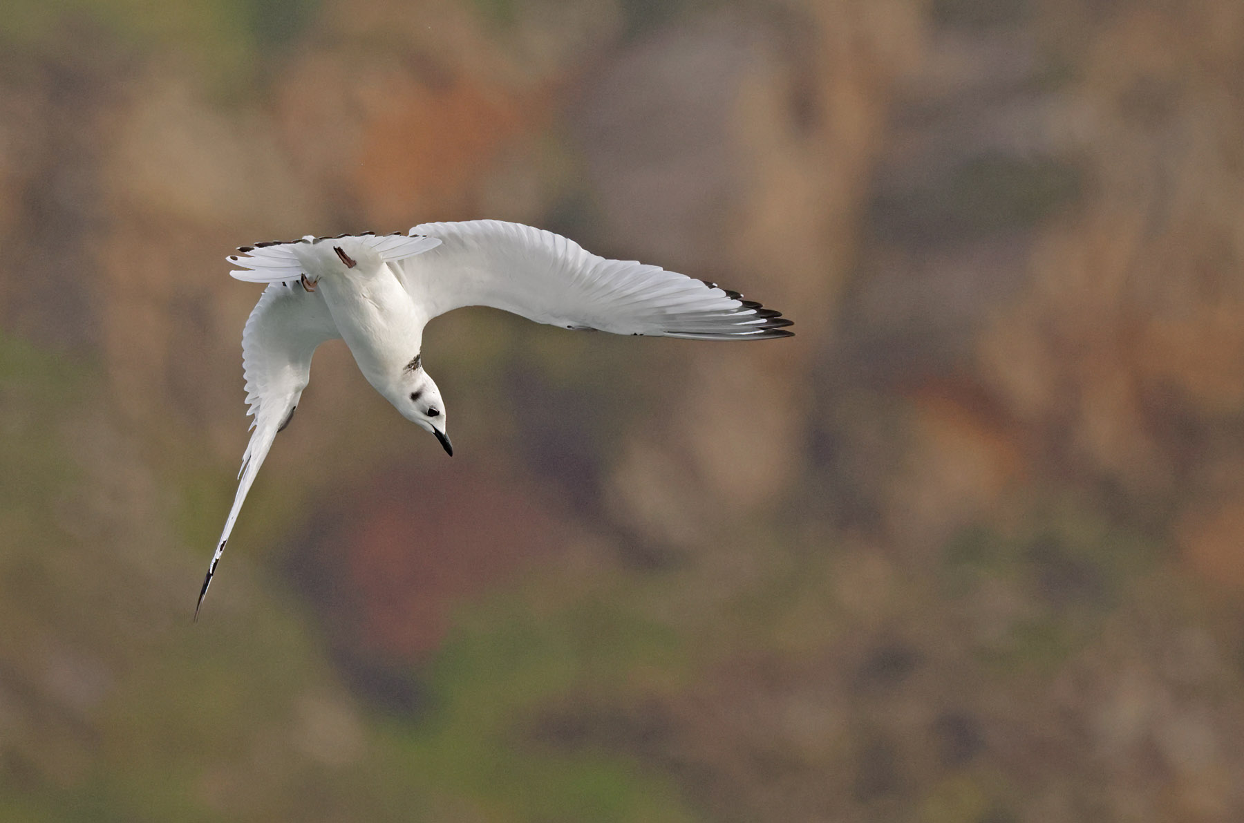Kittiwake