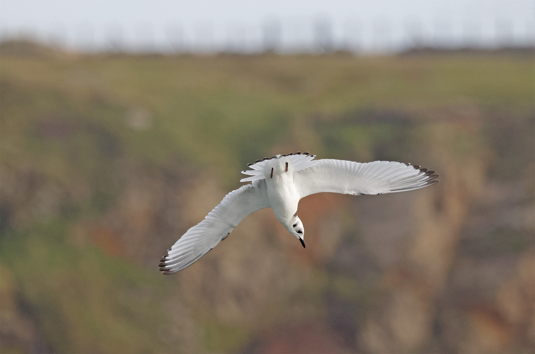 Kittiwake
