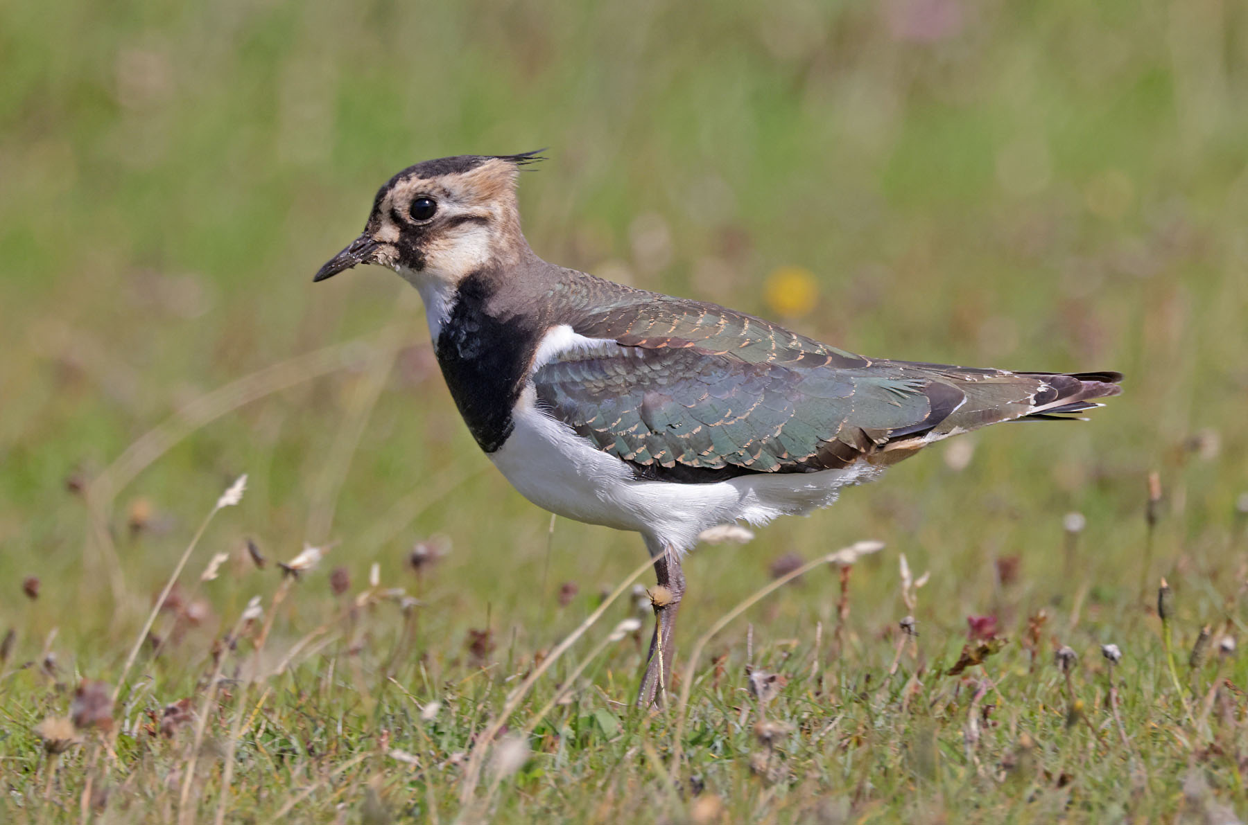Lapwing