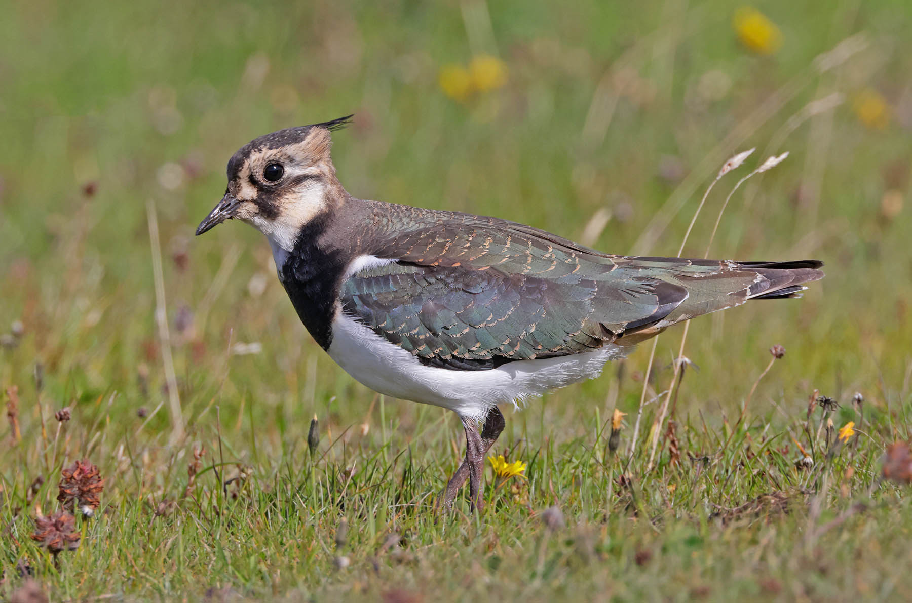 Lapwing