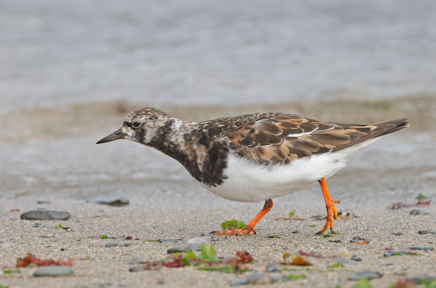 Turnstone