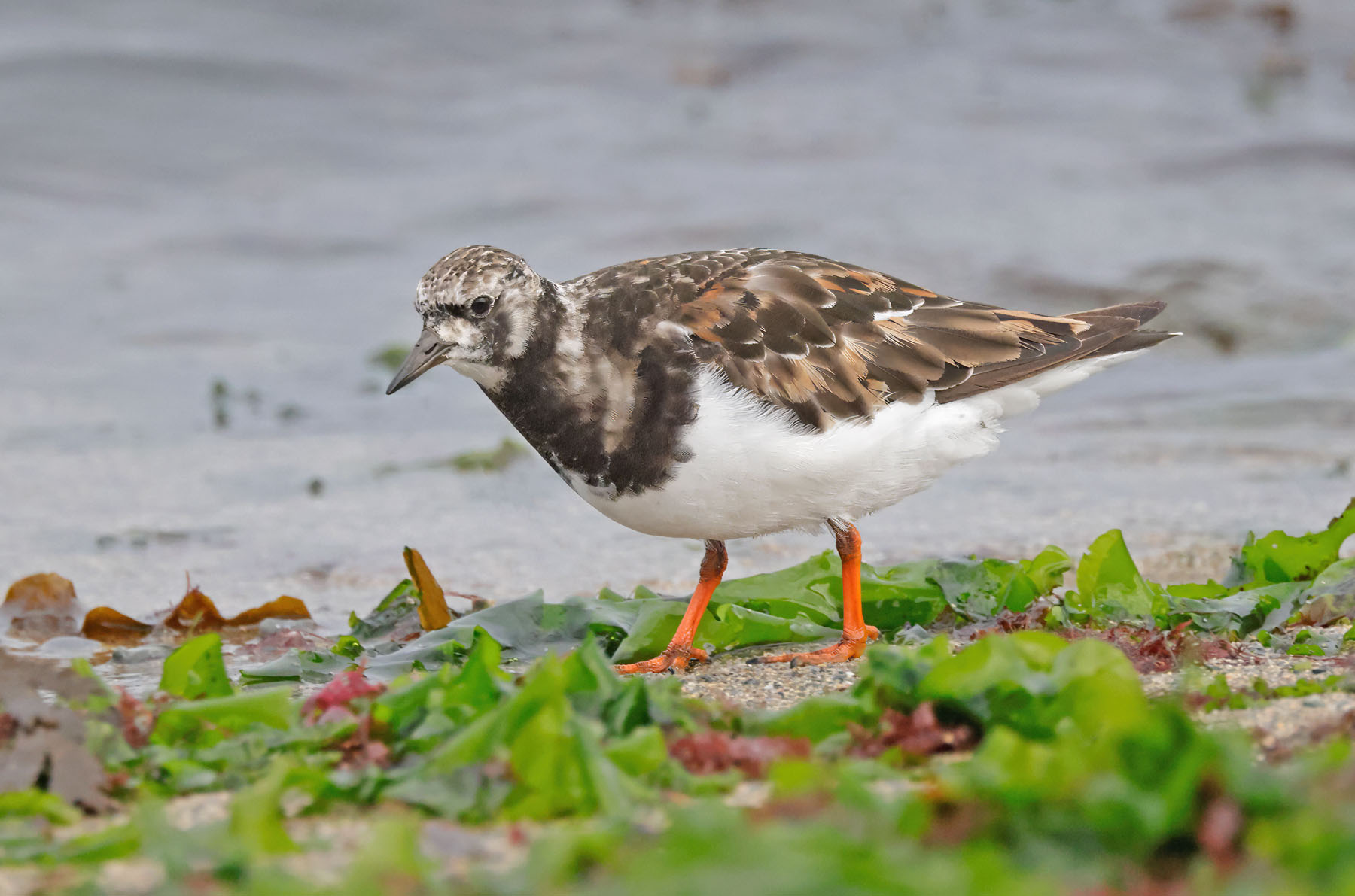 Turnstone
