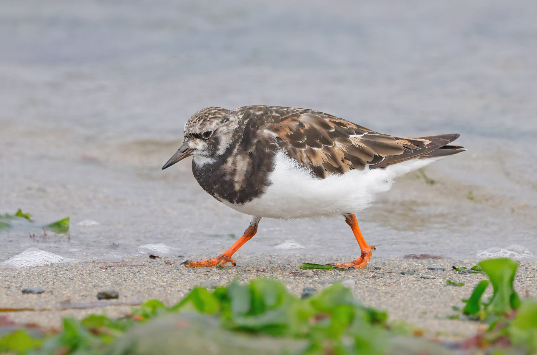 Turnstone