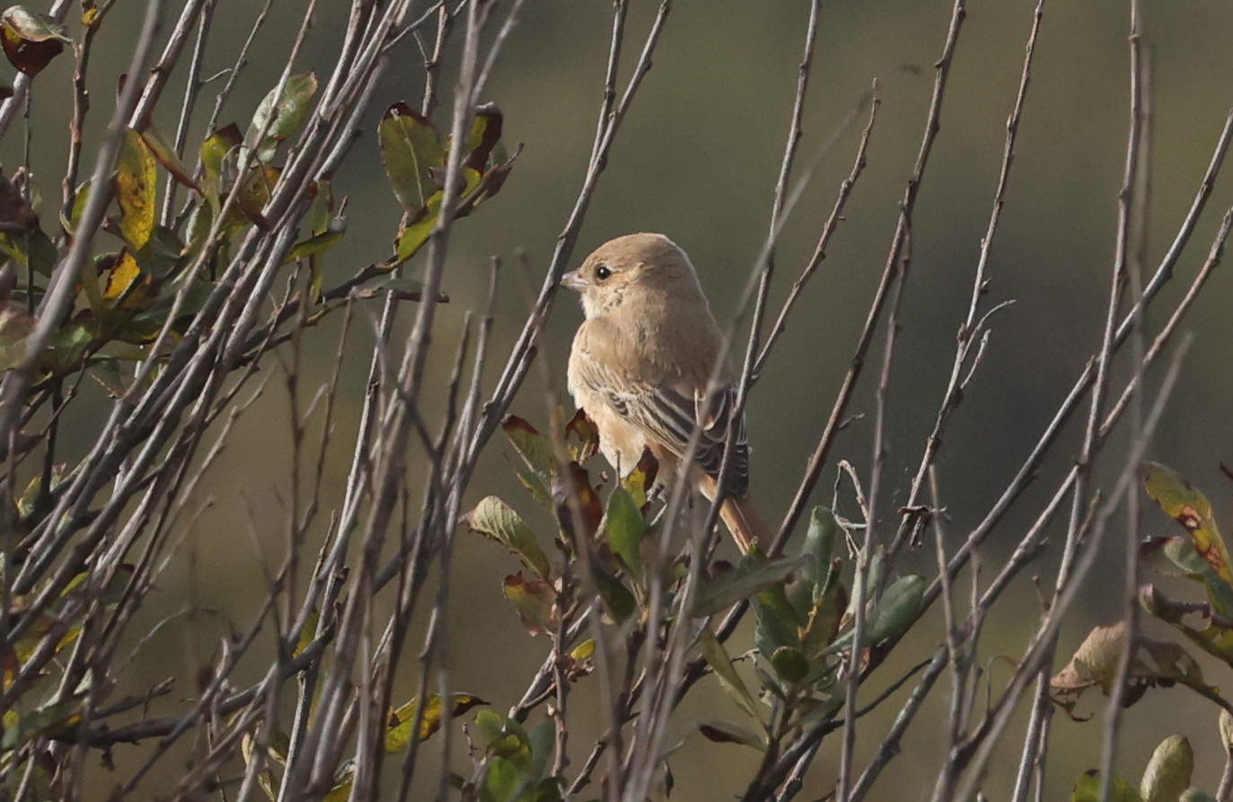 Isabelline Shrike sp