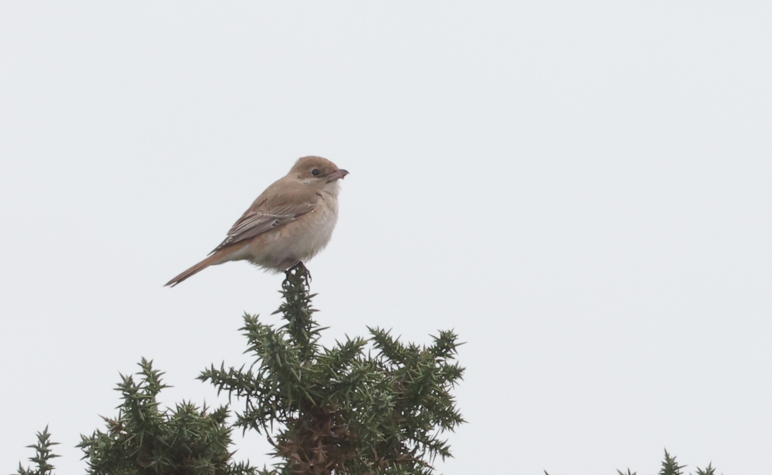 Isabelline Shrike sp