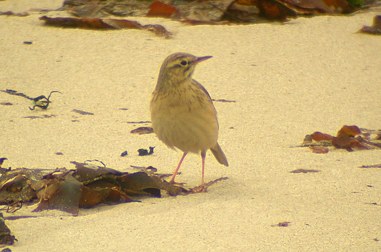 Tawny Pipit