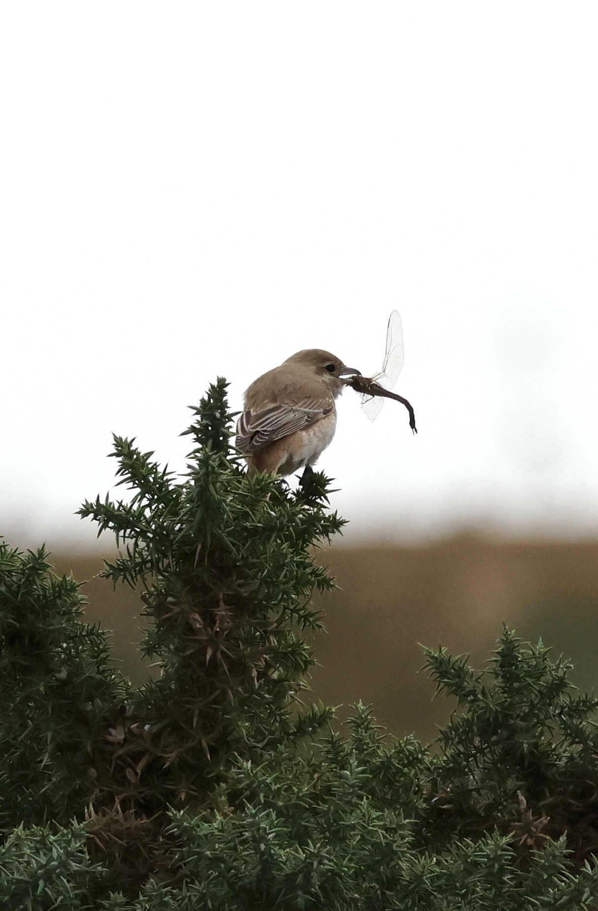 Isabelline Shrike sp