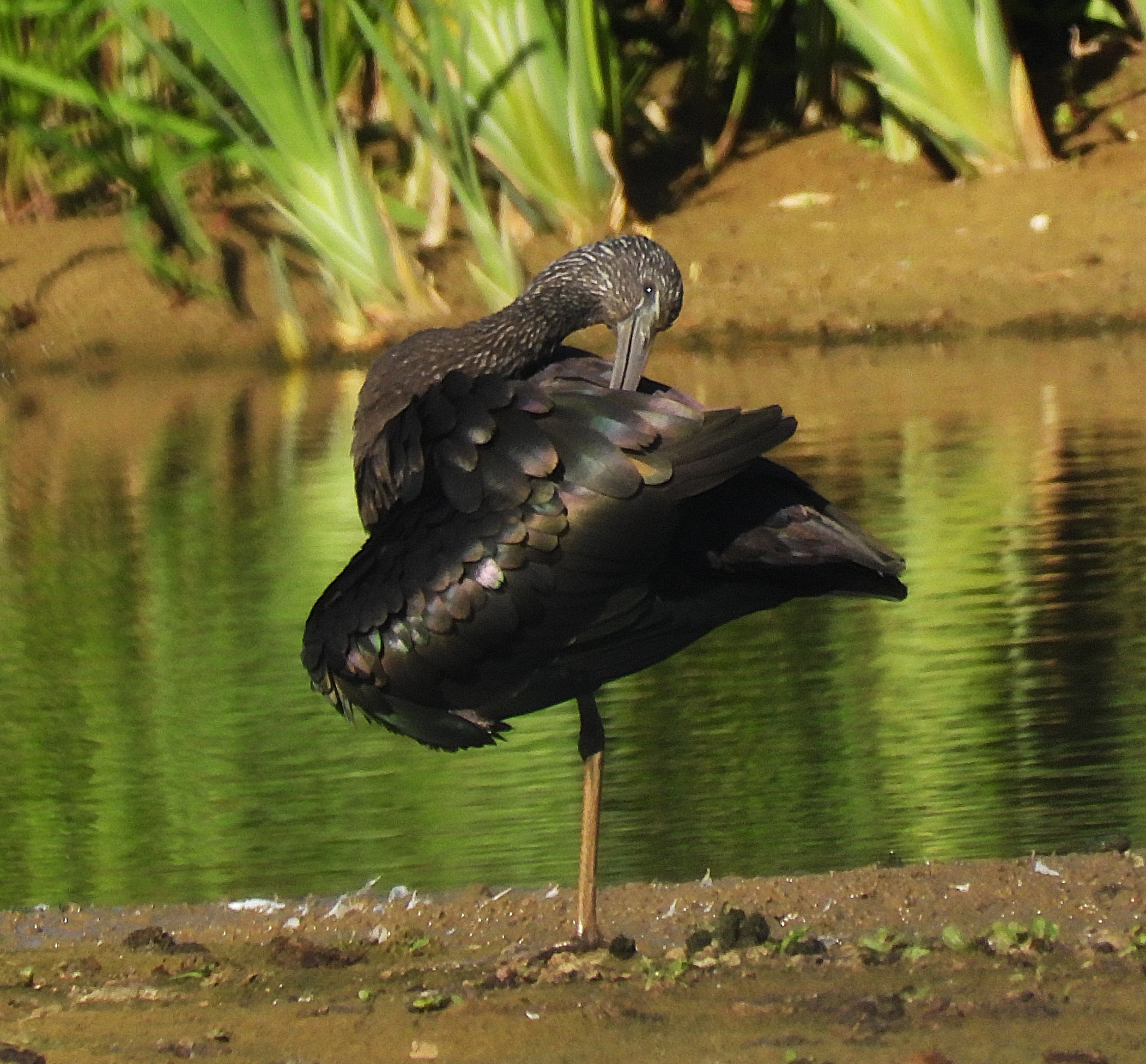 glossy ibis