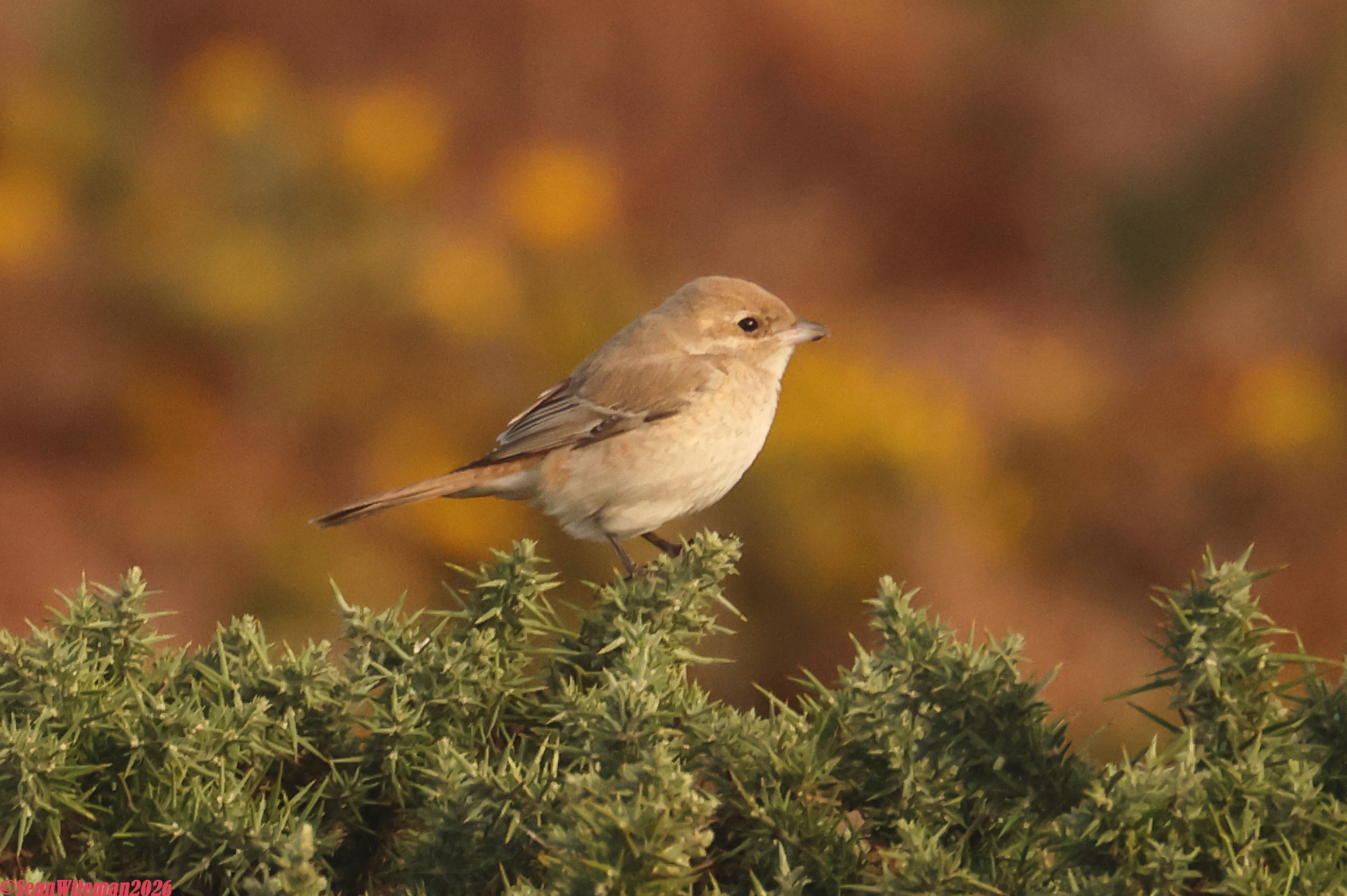 Isabelline Shrike sp