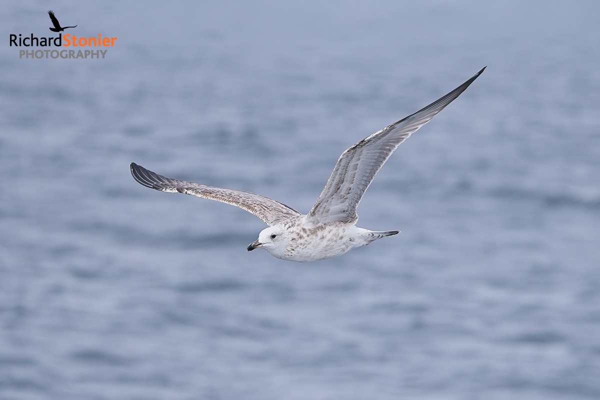 Caspian Gull