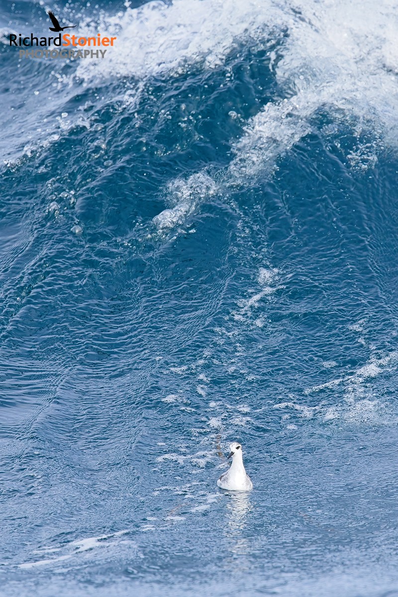 Grey Phalarope