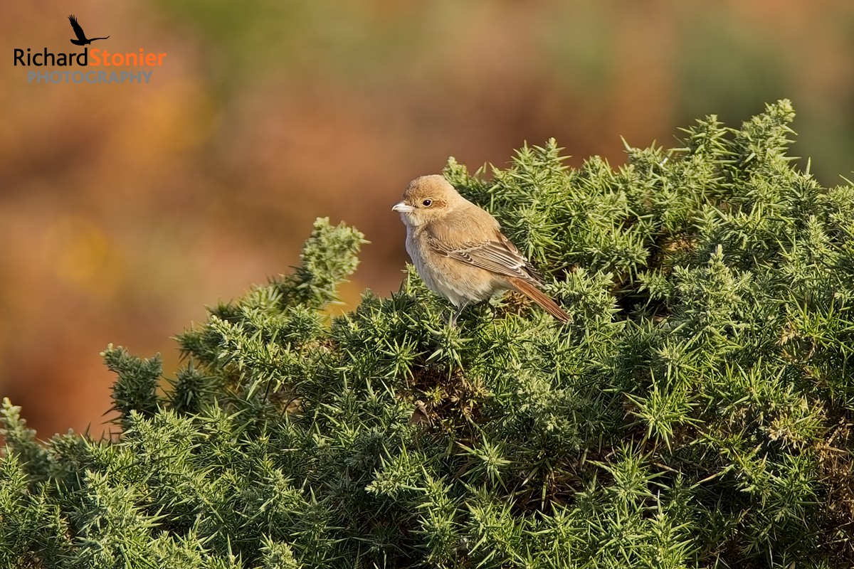 Isabelline Shrike