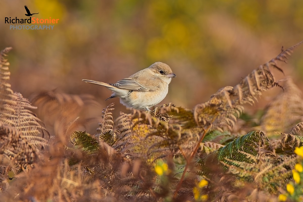 Isabelline Shrike