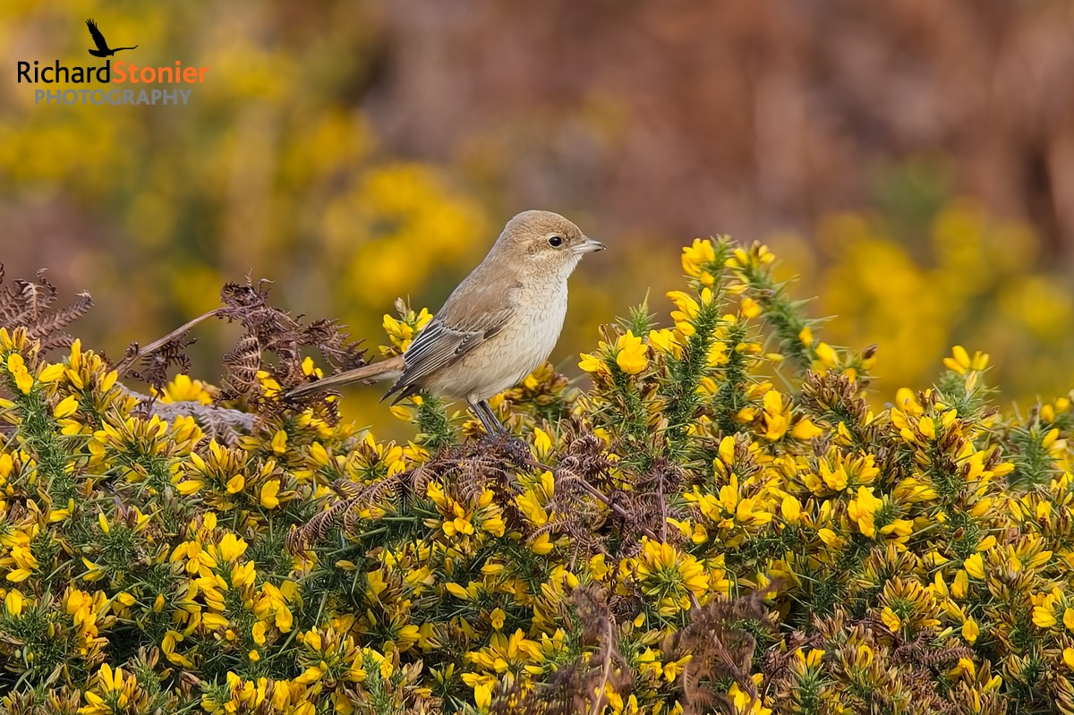 Isabelline Shrike