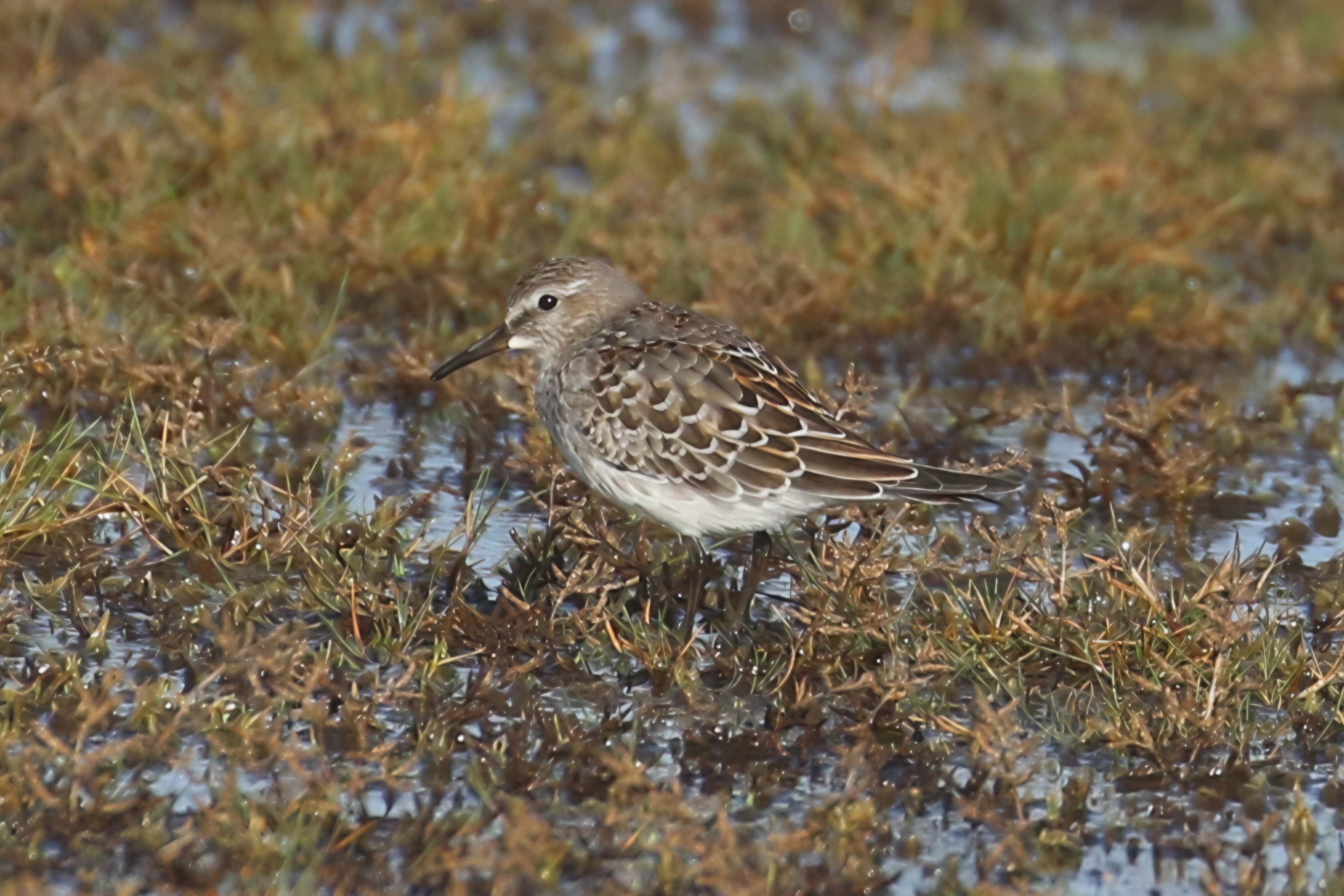 White-rumped Sandpiper