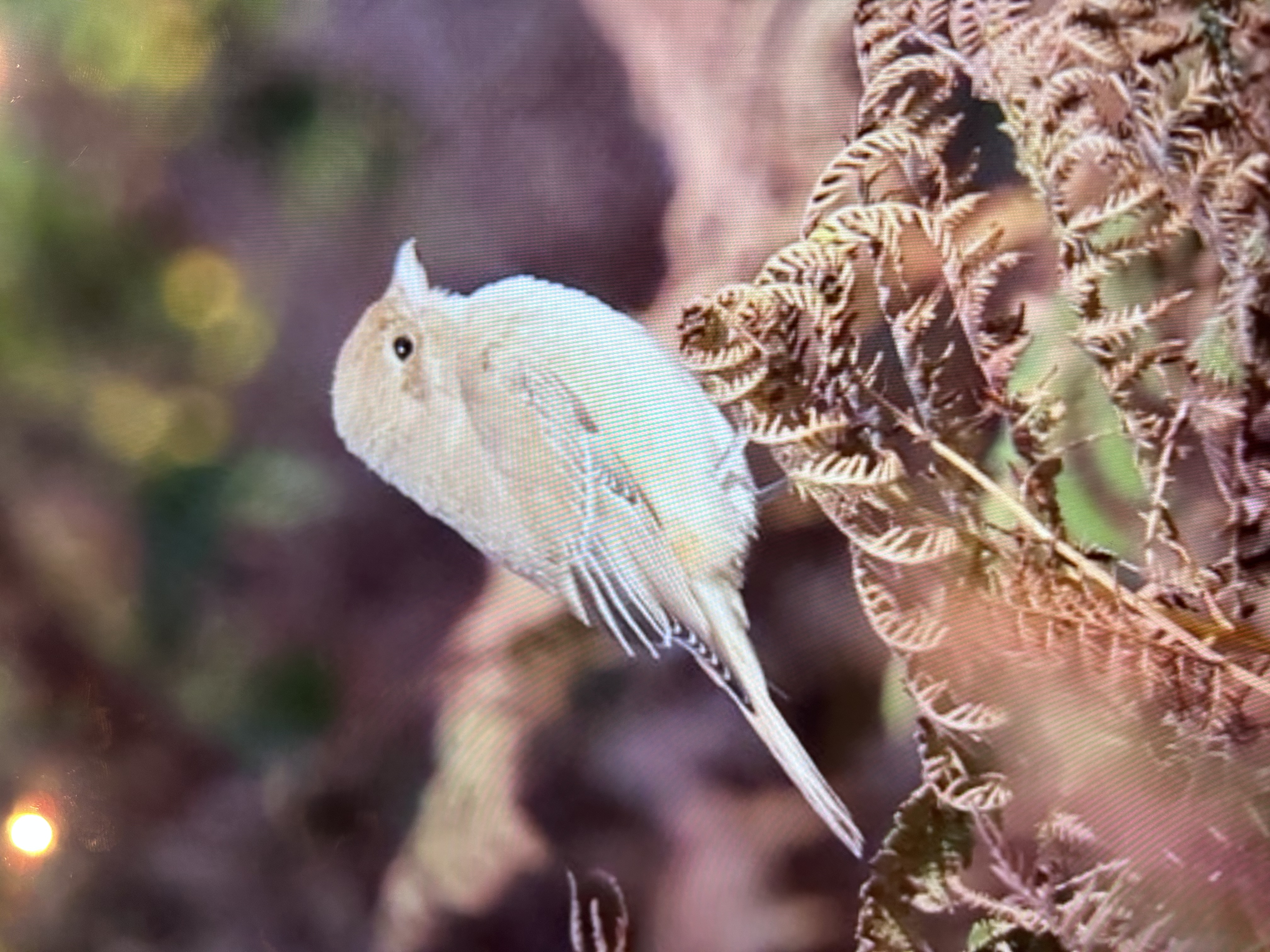 Isabelline Shrike sp