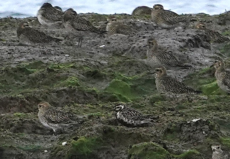 Pacific Golden Plover