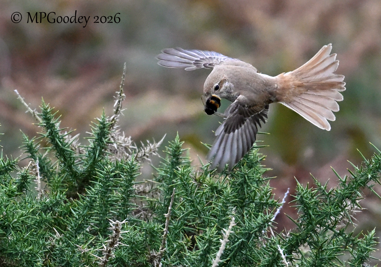 Isabelline Shrike sp