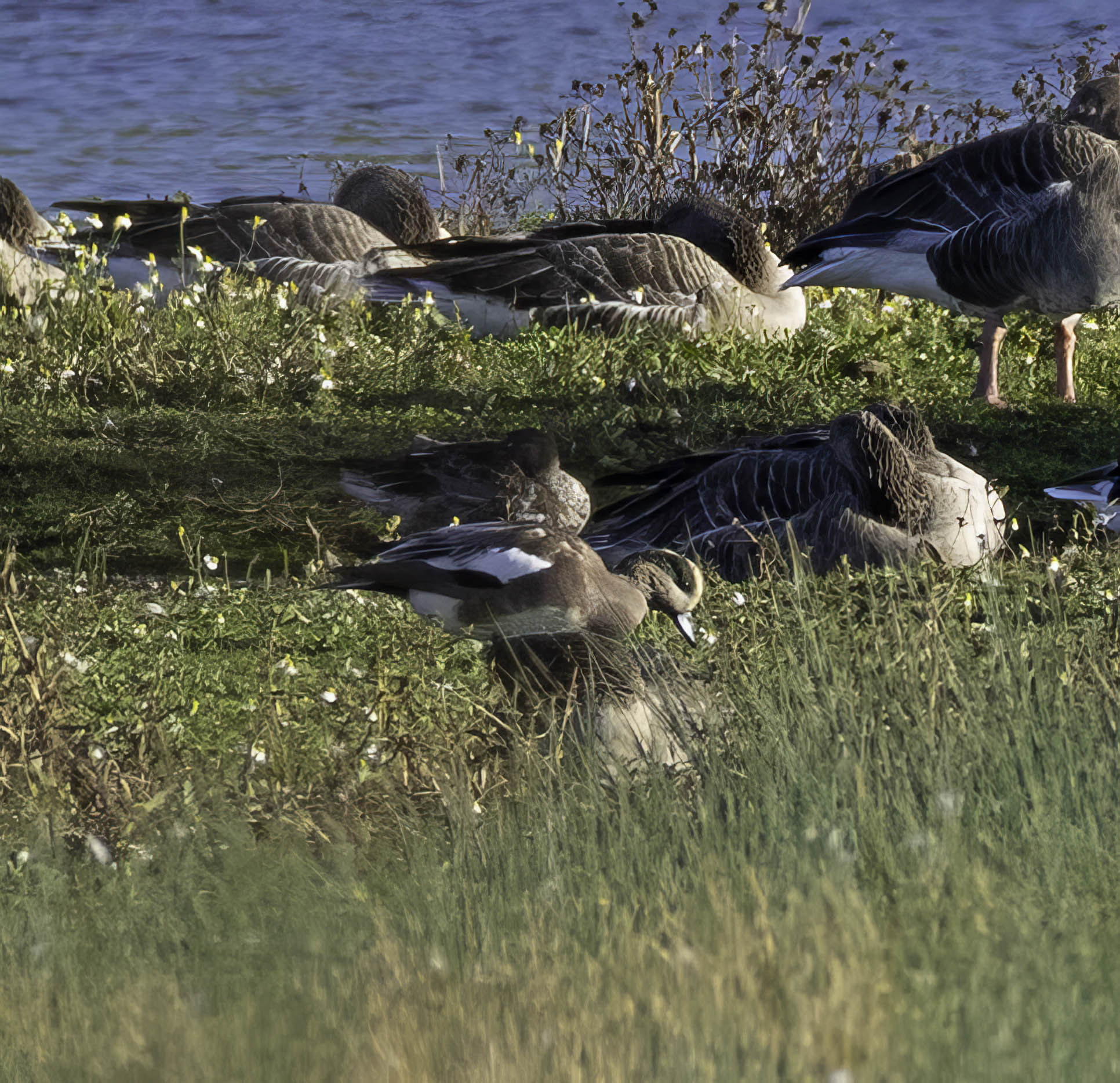 American Wigeon