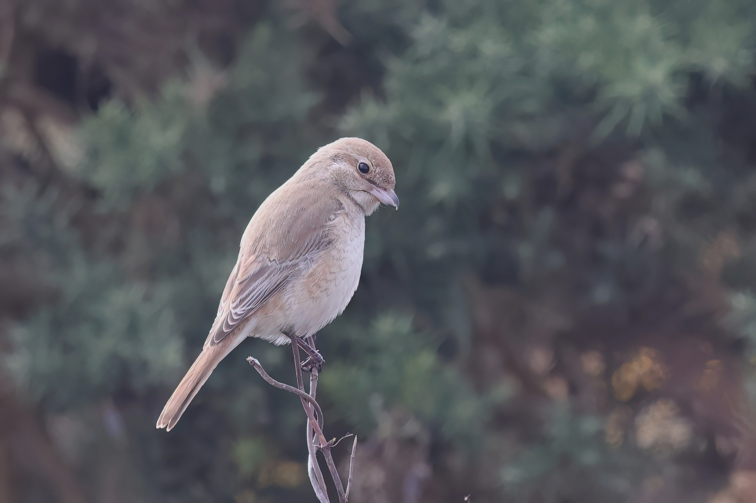Isabelline Shrike sp