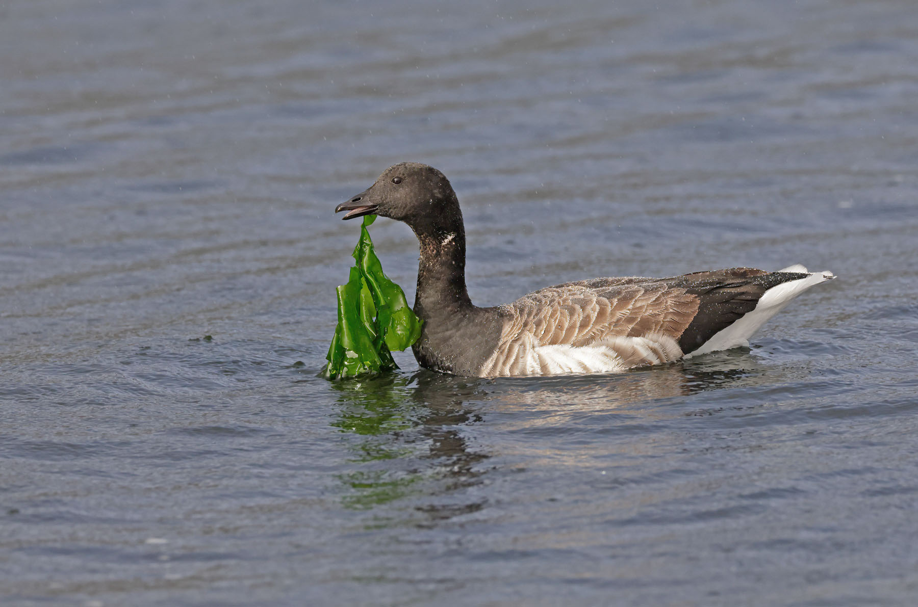 Pale-bellied Brent Goose