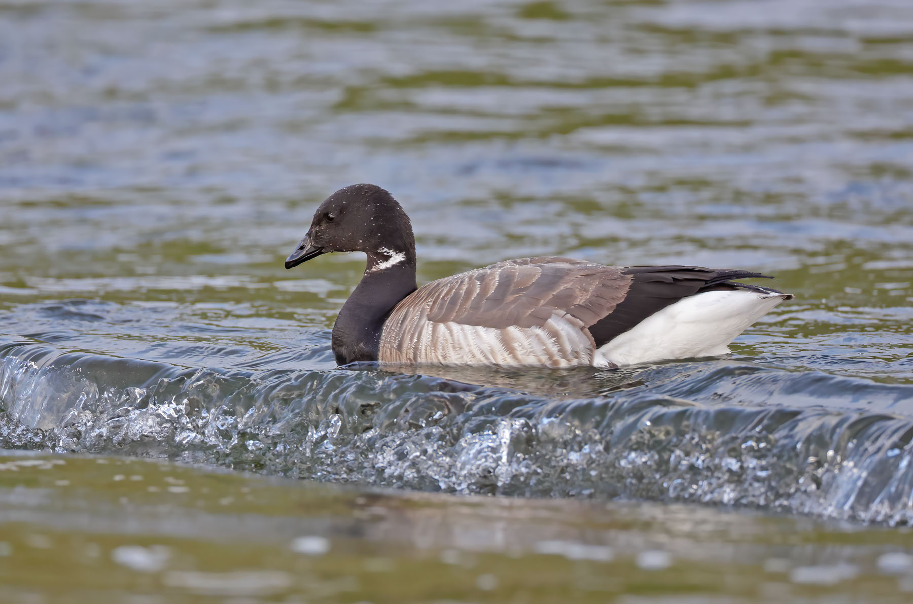 Pale-bellied Brent Goose