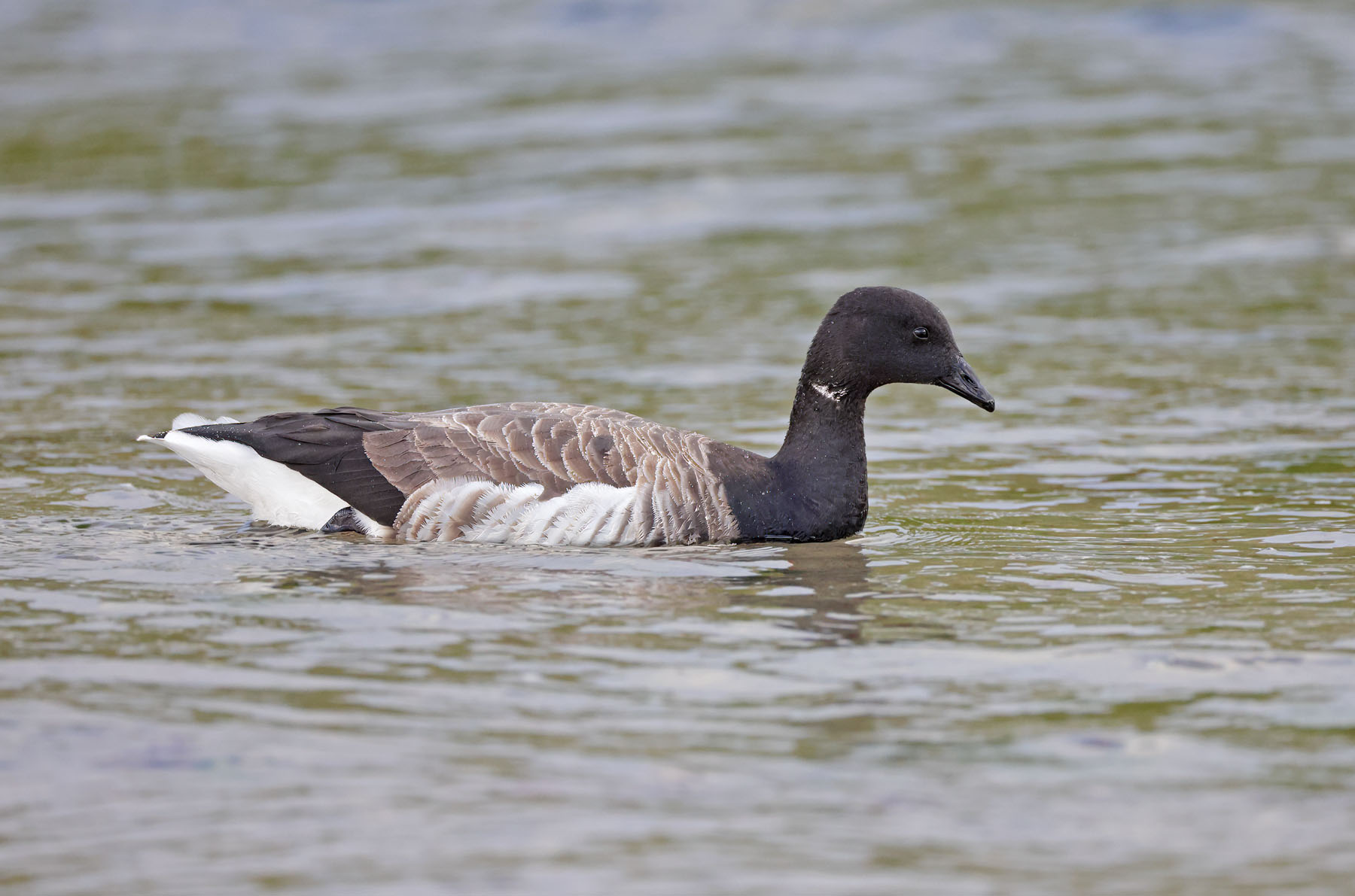 Pale-bellied Brent Goose