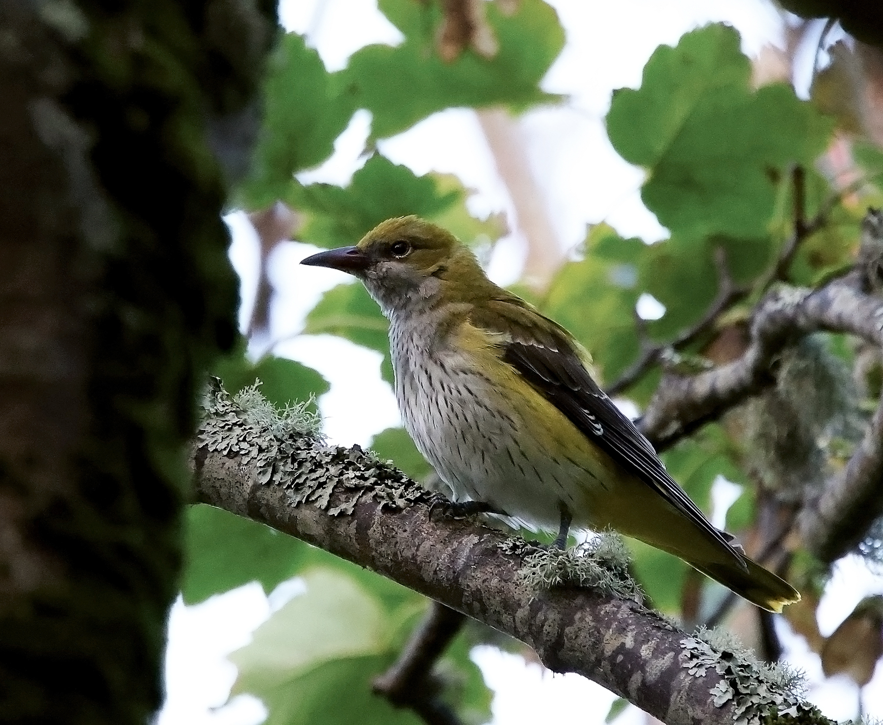 Golden Oriole