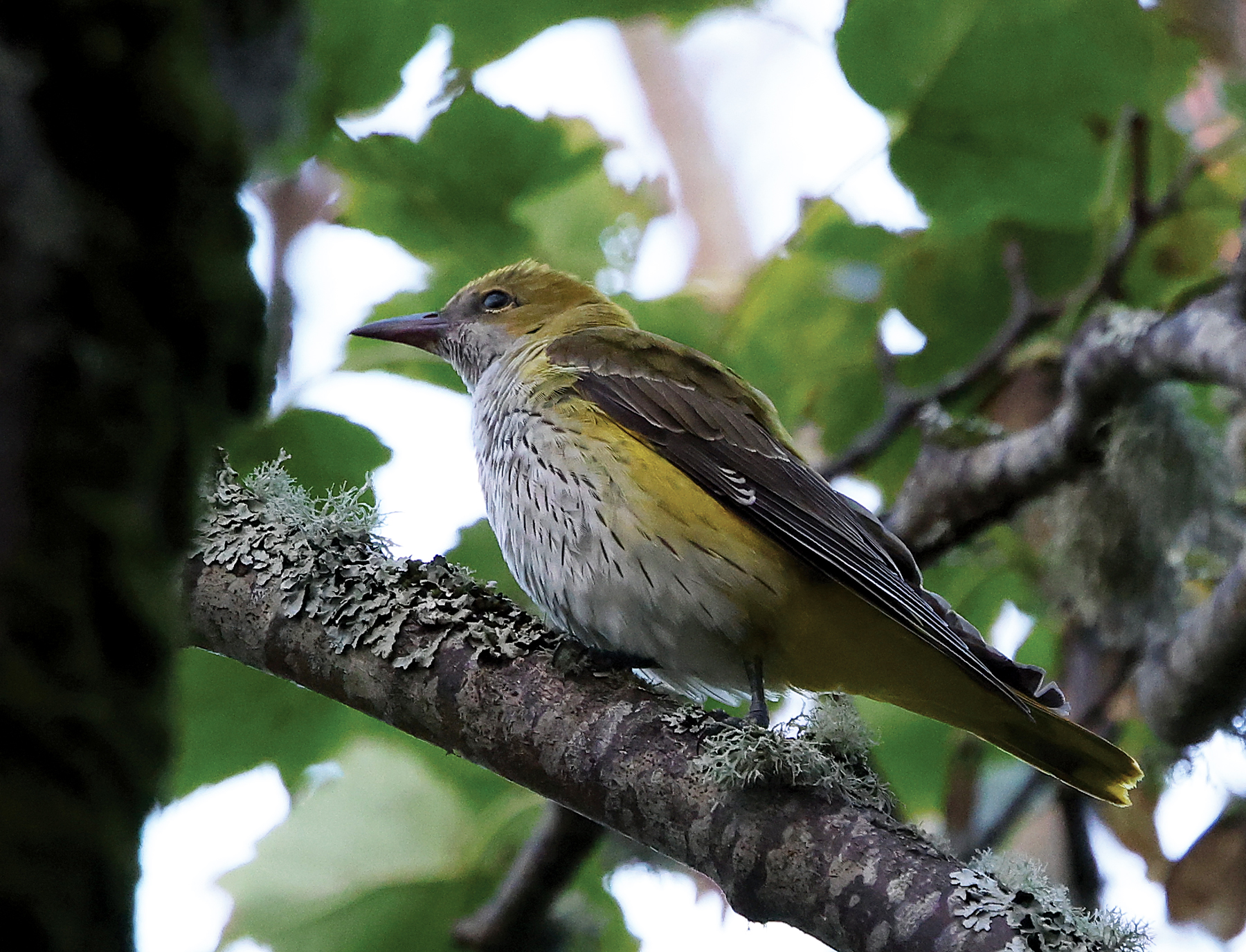Golden Oriole