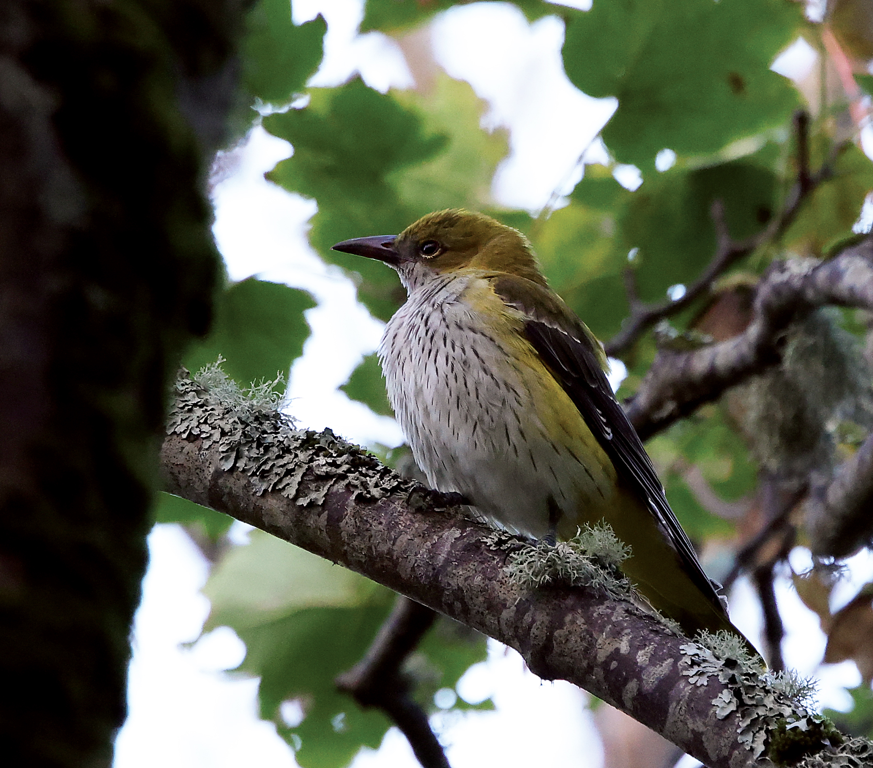 Golden Oriole