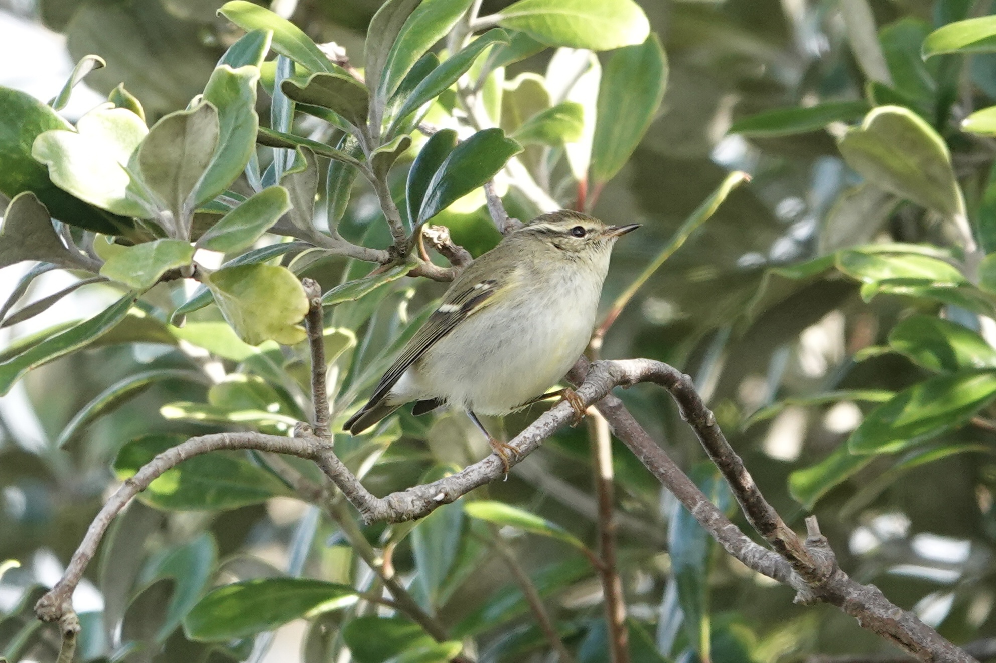 Yellow-browed Warbler