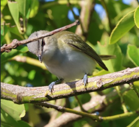 Red-eyed Vireo