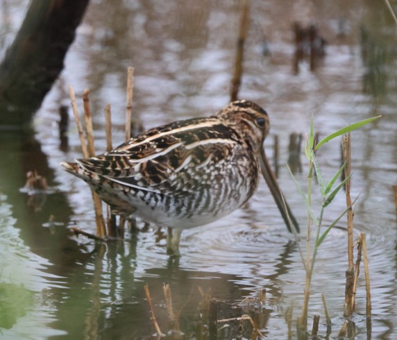 Wilson's Snipe