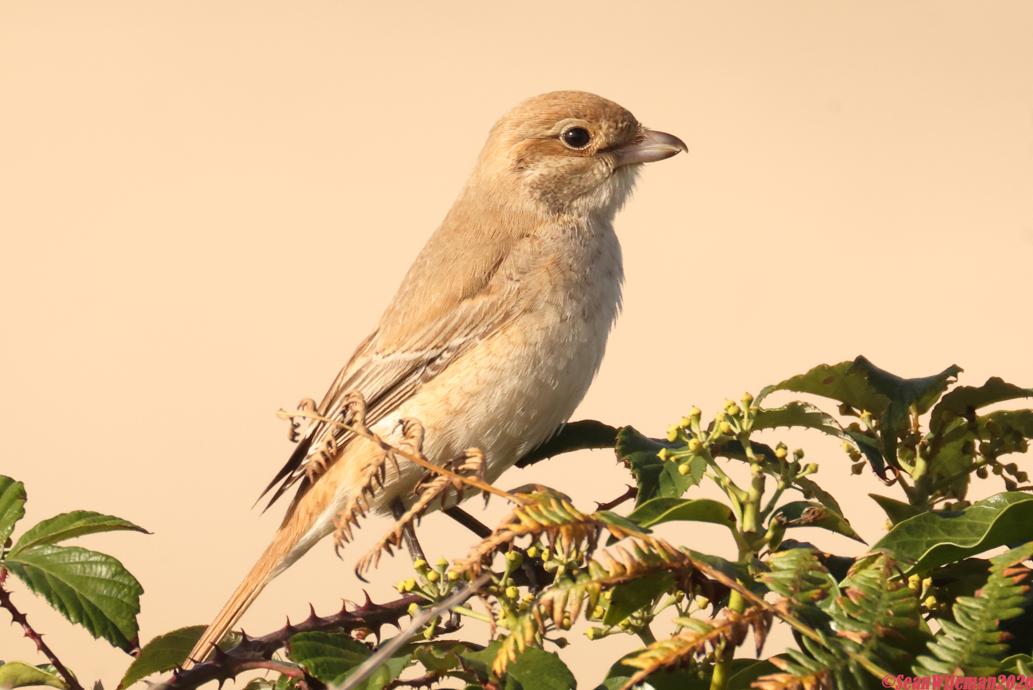 Isabelline Shrike sp