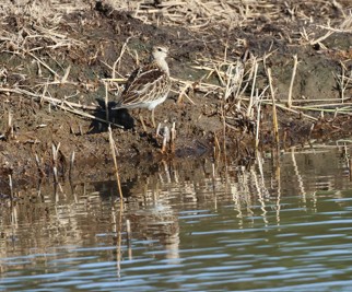 Pectoral Sandpiper