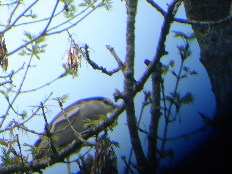 Night Heron
