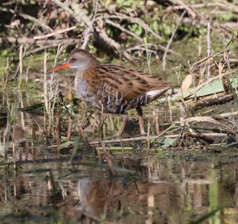 Water Rail