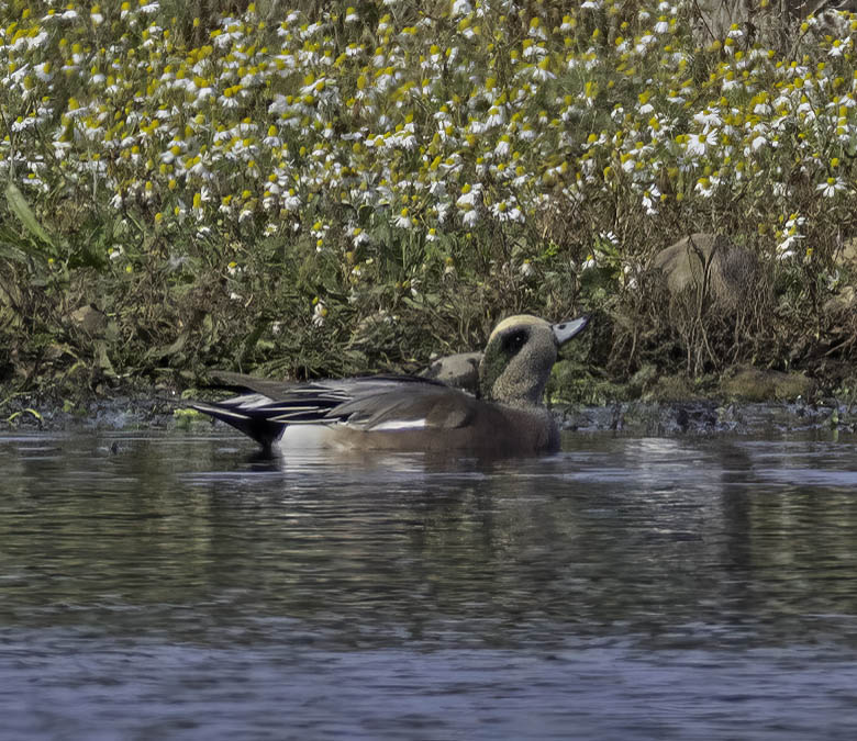 American Wigeon