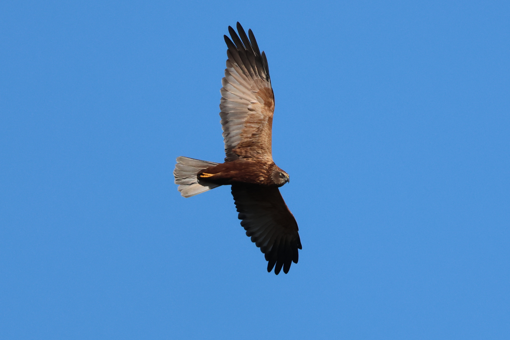 Marsh Harrier