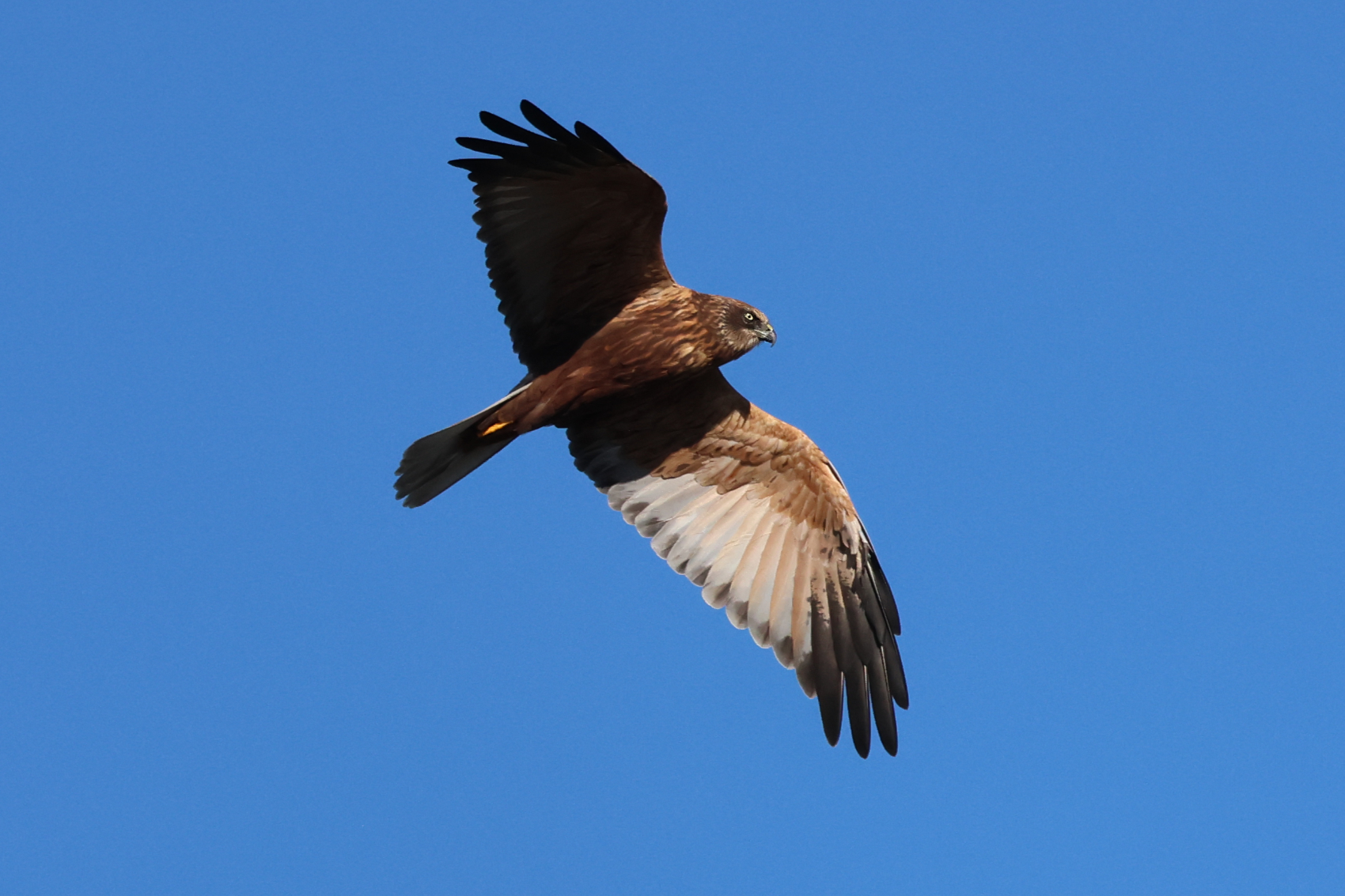 Marsh Harrier