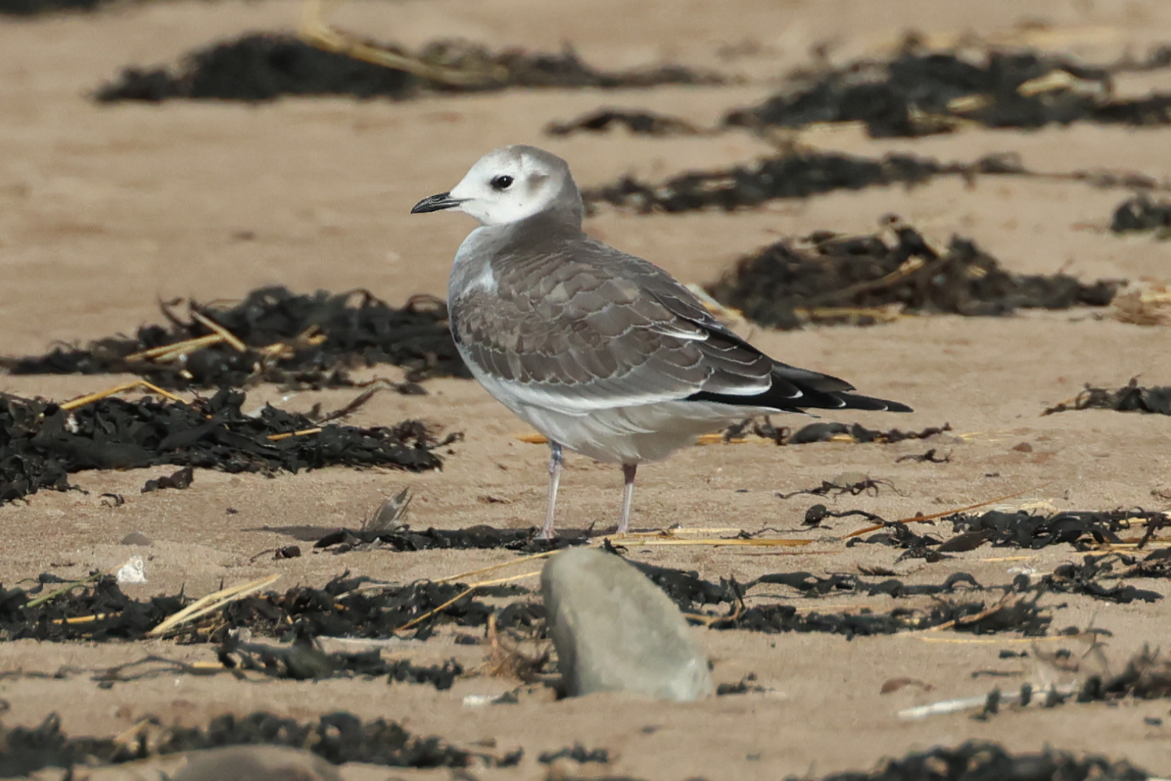 Sabine's Gull