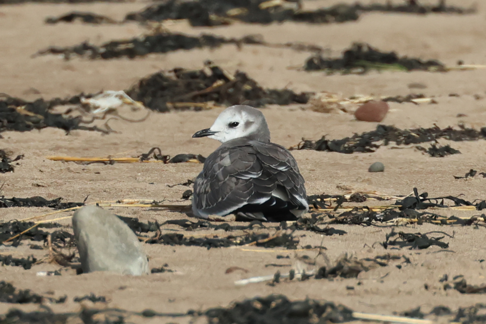 Sabine's Gull